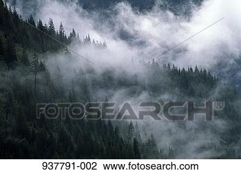 Stock Photo - mist falling over 
wooded slope, 
mount rainier 
np, washington, 
usa. fotosearch 
- search stock 
photos, pictures, 
images, and photo 
clipart