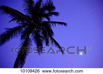 Stock Photo - moon and palm 
tree. fotosearch 
- search stock 
photos, pictures, 
images, and photo 
clipart