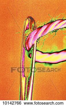 Stock Photo - needle and cotton. 
fotosearch - search 
stock photos, 
pictures, images, 
and photo clipart