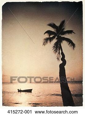 Stock Photography - palm tree silhouetted 
against sea (transfer 
image). fotosearch 
- search stock 
photos, pictures, 
images, and photo 
clipart