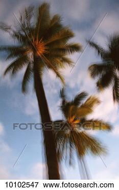 Picture - palm trees in 
australia. fotosearch 
- search stock 
photos, pictures, 
images, and photo 
clipart