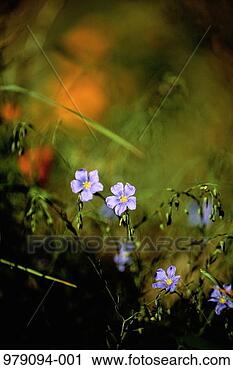 Stock Photography - purple wild flowers, 
jackson hole, 
wyoming, usa. 
fotosearch - search 
stock photos, 
pictures, images, 
and photo clipart