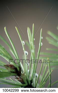Stock Photograph - raindrops on fir 
tree. fotosearch 
- search stock 
photos, pictures, 
images, and photo 
clipart