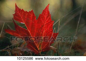 Stock Photo - red leaf, new 
paltz new york. 
fotosearch - search 
stock photos, 
pictures, images, 
and photo clipart