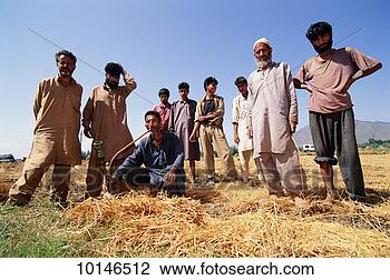 Stock Photo - rice harvest, 
kashmir, pahalgam, 
india. fotosearch 
- search stock 
photos, pictures, 
images, and photo 
clipart