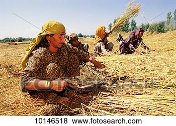 Stock Photo - rice harvest, 
kashmir, pahalgam, 
india. fotosearch 
- search stock 
photos, pictures, 
images, and photo 
clipart