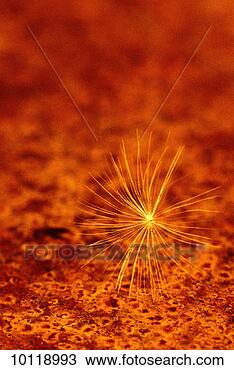 Stock Photo - single dandelion 
seed, taraxacum 
officinale. fotosearch 
- search stock 
photos, pictures, 
images, and photo 
clipart