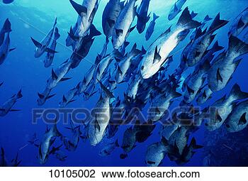 Stock Photo - snappers, blue 
corner, palau, 
micronesia. fotosearch 
- search stock 
photos, pictures, 
images, and photo 
clipart