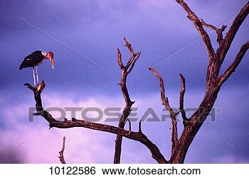 Stock Photo - stork, zimbabwe, 
africa. fotosearch 
- search stock 
photos, pictures, 
images, and photo 
clipart