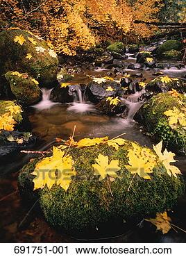 Stock Photography - stream in forest, 
autumn leaves 
on moss-covered 
stones. fotosearch 
- search stock 
photos, pictures, 
images, and photo 
clipart