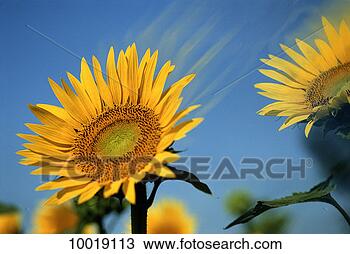 Stock Photo - sunflowers in 
provence, france. 
fotosearch - search 
stock photos, 
pictures, images, 
and photo clipart