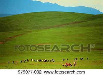 Stock Photo - tanzania, kenya 
border near arusha, 
cattle on grass-covered 
hill. fotosearch 
- search stock 
photos, pictures, 
images, and photo 
clipart