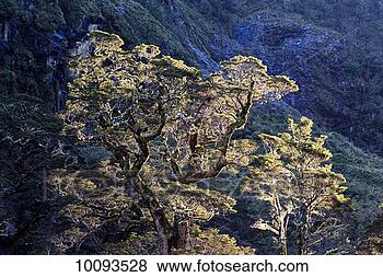 Stock Photo - tree with moss 
-in fiordland, 
new zealand. fotosearch 
- search stock 
photos, pictures, 
images, and photo 
clipart