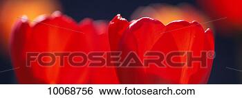 Stock Photo - tulip panorama. 
fotosearch - search 
stock photos, 
pictures, images, 
and photo clipart