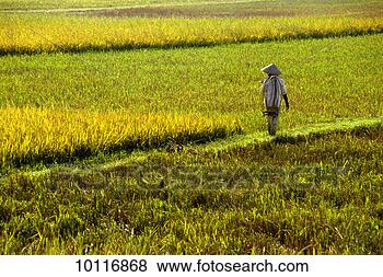 Stock Photo - worker in rice 
field near chi 
thanh, vietnam. 
fotosearch - search 
stock photos, 
pictures, images, 
and photo clipart