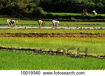 Stock Photography - workers in rice 
fields in hue, 
vietnam. fotosearch 
- search stock 
photos, pictures, 
images, and photo 
clipart