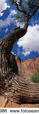 Stock Photo - zion national 
park, utah, willow 
tree. fotosearch 
- search stock 
photos, pictures, 
images, and photo 
clipart