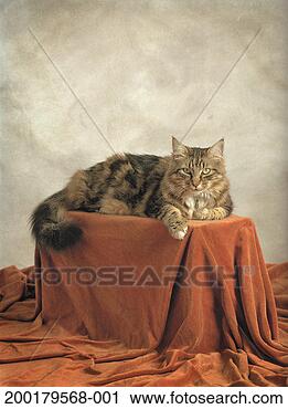 Stock Photography - maine coon sitting 
on box. fotosearch 
- search stock 
photos, pictures, 
images, and photo 
clipart