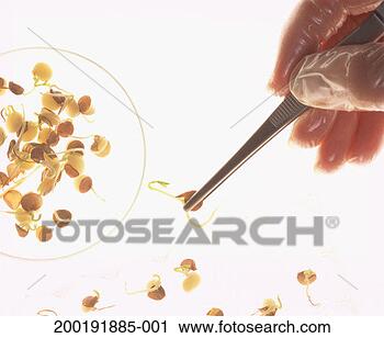 Stock Photography - scientist holding 
sprouting lentil 
with tweezers, 
over lightbox. 
fotosearch - search 
stock photos, 
pictures, images, 
and photo clipart