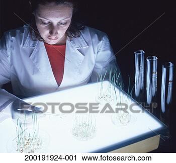 Stock Photography - scientist working 
over lightbox 
to sort wheat 
seeds. fotosearch 
- search stock 
photos, pictures, 
images, and photo 
clipart