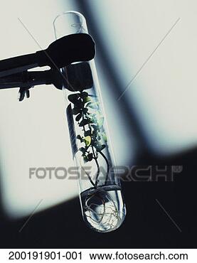 Stock Photography - tongs holding 
test tube filled 
with sprouting 
alfalfa, close-up. 
fotosearch - search 
stock photos, 
pictures, images, 
and photo clipart