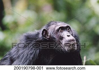 Stock Photography - adult chimpanzee 
(pan troglodytes) 
looking up, close-up. 
fotosearch - search 
stock photos, 
pictures, images, 
and photo clipart