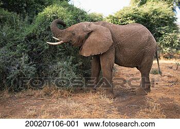 Stock Photography - african elephant 
(loxodonta africana) 
eating, samburu 
nr, kenya. fotosearch 
- search stock 
photos, pictures, 
images, and photo 
clipart