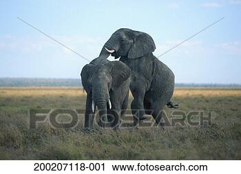 Stock Photography - african elephants 
(loxodonta africana) 
playing, masai 
mara nr, kenya. 
fotosearch - search 
stock photos, 
pictures, images, 
and photo clipart
