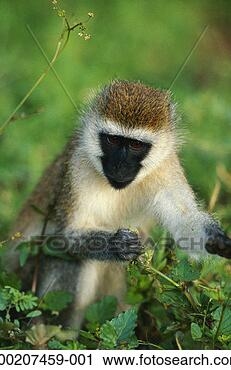 Stock Photography - black faced vervet 
(cercopithecus 
aethiops),  close 
up,  samburu. 
fotosearch - search 
stock photos, 
pictures, images, 
and photo clipart