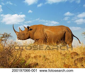 Stock Photography - black rhino (ceratotherium 
simum) bull. fotosearch 
- search stock 
photos, pictures, 
images, and photo 
clipart
