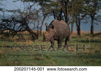 Stock Photography - black rhino (diceros 
bicornis) standing 
and watching, 
 masai mara. fotosearch 
- search stock 
photos, pictures, 
images, and photo 
clipart