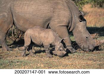 Stock Photography - black rhino (diceros 
bincoris) grazing 
with it's calf, 
close up. fotosearch 
- search stock 
photos, pictures, 
images, and photo 
clipart