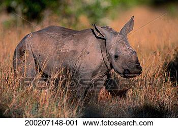 Stock Photography - black rhino ( 
diceros bicornis) 
calf standing 
and watching. 
fotosearch - search 
stock photos, 
pictures, images, 
and photo clipart