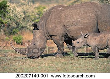 Stock Photography - black rhino ( 
diceros bicornis) 
and calf walking. 
fotosearch - search 
stock photos, 
pictures, images, 
and photo clipart