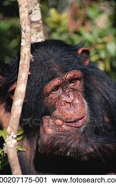 Stock Photography - chimpanzee (pan 
troglodytes), 
close up, sweetwaters, 
kenya. fotosearch 
- search stock 
photos, pictures, 
images, and photo 
clipart