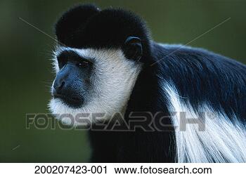 Stock Photography - (eastern) black 
and white colobus 
(colobus guereza), 
 close up,  lake. 
fotosearch - search 
stock photos, 
pictures, images, 
and photo clipart