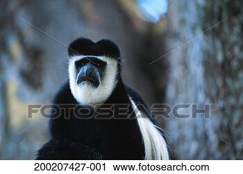 Stock Photography - (eastern) black 
and white colobus 
(colobus guereza) 
close up,  lake. 
fotosearch - search 
stock photos, 
pictures, images, 
and photo clipart