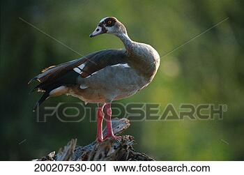 Stock Photography - egyptian goose 
(alopochen aegyptiaca) 
standing,  close 
up,  samburu. 
fotosearch - search 
stock photos, 
pictures, images, 
and photo clipart