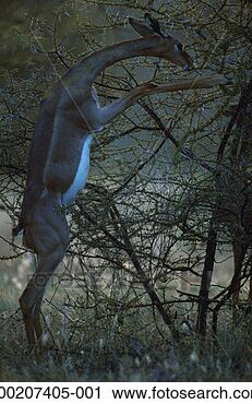 Stock Photography - gerenuk (litocranius 
walleri), samburu 
nr, kenya. fotosearch 
- search stock 
photos, pictures, 
images, and photo 
clipart