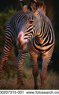 Stock Photography - grevy's zebra 
(equus grevyi) 
standing and watching, 
 close up. fotosearch 
- search stock 
photos, pictures, 
images, and photo 
clipart
