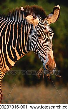 Stock Photography - grevy's zebra 
(equus grevyi) 
watching, close 
up, samburu nr, 
kenya. fotosearch 
- search stock 
photos, pictures, 
images, and photo 
clipart