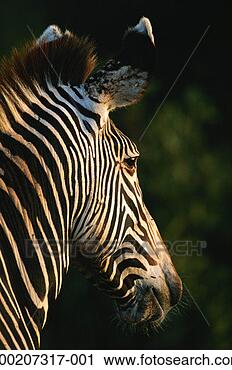 Stock Photography - grevy's zebra 
(equus grevyi) 
watching, close 
up, samburu nr, 
kenya. fotosearch 
- search stock 
photos, pictures, 
images, and photo 
clipart