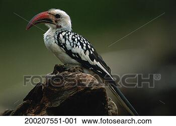 Stock Photography - ground hornbill 
(bucorvus leadbeateri) 
sitting,  close 
up,  samburu. 
fotosearch - search 
stock photos, 
pictures, images, 
and photo clipart