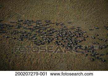 Stock Photography - herd of wildebeest 
(connochaetes 
taurinus) migrating, 
 aerial view. 
fotosearch - search 
stock photos, 
pictures, images, 
and photo clipart