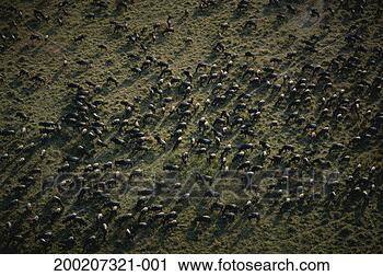 Stock Photography - herd of wildebeests 
(connochaetes 
taurinus) migrating, 
 aerial view. 
fotosearch - search 
stock photos, 
pictures, images, 
and photo clipart