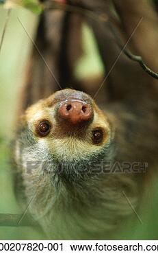 Stock Photography - hoffman's two-toed 
sloth (choloepus 
hoffmani) close 
up,  captive. 
fotosearch - search 
stock photos, 
pictures, images, 
and photo clipart