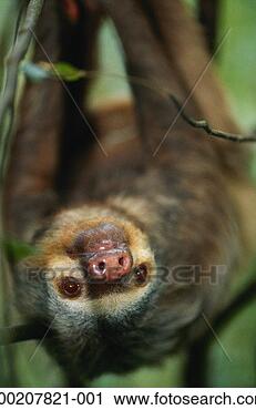 Stock Photography - hoffman's two-toed 
sloth (choloepus 
hoffmani) standing, 
 close up. fotosearch 
- search stock 
photos, pictures, 
images, and photo 
clipart