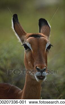 Stock Photography - impala (aepyceros 
melampus) close 
up, samburu nr, 
kenya. fotosearch 
- search stock 
photos, pictures, 
images, and photo 
clipart