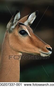 Stock Photography - impala (aepyceros 
melampus) watching, 
close up, samburu 
nr, kenya. fotosearch 
- search stock 
photos, pictures, 
images, and photo 
clipart