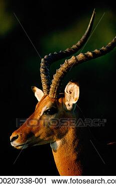Stock Photography - impala (aepyceros 
melampus) close 
up, samburu nr, 
kenya. fotosearch 
- search stock 
photos, pictures, 
images, and photo 
clipart
